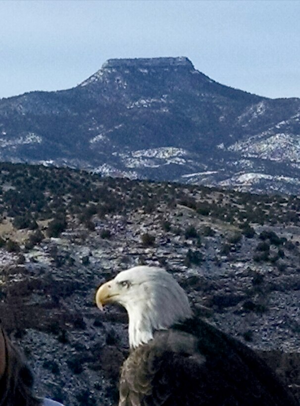 ABIQUIU LAKE, N.M. – One of the bald eagles spotted during the annual Midwinter Eagle Watch, Jan. 7, 2017. Cerro Pedernal is seen in the background.