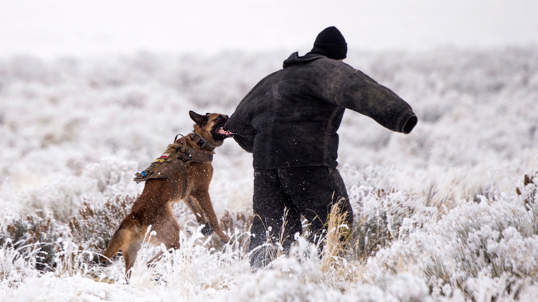 A dog bites the arm of a service member wearing protective clothing walking through a snowy field.
