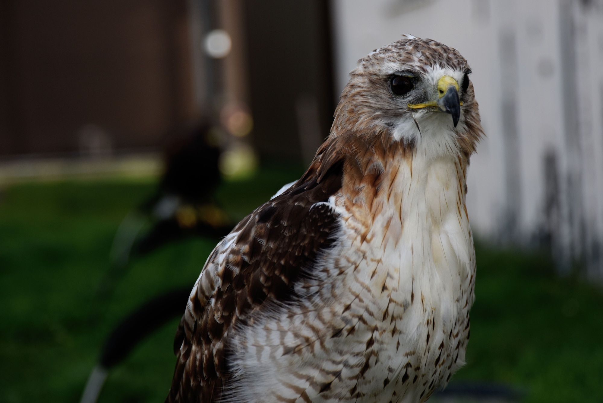 Roose, a red-tailed hawk, sits on a perch at Royal Air Force Lakenheath, England, Oct. 12. Loomacres Wildlife uses birds of prey and other audial and visual deterrents to protect aircraft from bird strikes. (U.S. Air Force photo/Senior Airman Abby L. Finkel)
