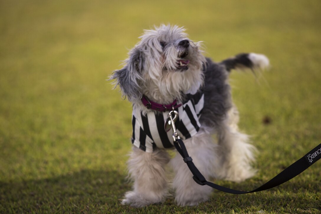 U.S. Marines, Sailors, and families attend Purple Paws for a Cause at Meyers Park on Marine Corps Air Station Yuma, Ariz., Oct. 6, 2017. Purple Paws for a Cause is an event hosted by the Family Advocacy Program that raises awareness of domestic violence and animal abuse. (U.S. Marine Corps photo by Lance Cpl. Sabrina Candiaflores)