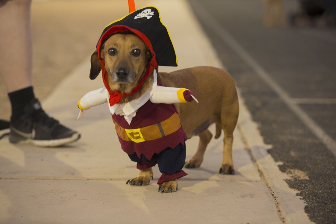 U.S. Marines, Sailors, and families attend Purple Paws for a Cause at Meyers Park on Marine Corps Air Station Yuma, Ariz., Oct. 6, 2017. Purple Paws for a Cause is an event hosted by the Family Advocacy Program that raises awareness of domestic violence and animal abuse. (U.S. Marine Corps photo by Lance Cpl. Sabrina Candiaflores)