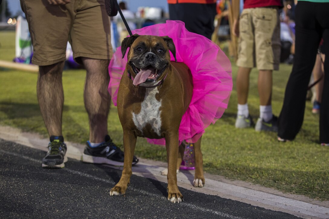 U.S. Marines, Sailors, and families attend Purple Paws for a Cause at Meyers Park on Marine Corps Air Station Yuma, Ariz., Oct. 6, 2017. Purple Paws for a Cause is an event hosted by the Family Advocacy Program that raises awareness of domestic violence and animal abuse. (U.S. Marine Corps photo by Lance Cpl. Sabrina Candiaflores)
