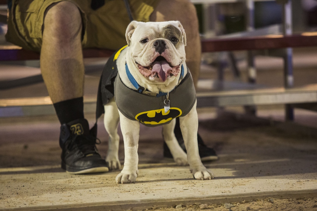 U.S. Marines, Sailors, and families attend Purple Paws for a Cause at Meyers Park on Marine Corps Air Station Yuma, Ariz., Oct. 6, 2017. Purple Paws for a Cause is an event hosted by the Family Advocacy Program that raises awareness of domestic violence and animal abuse. (U.S. Marine Corps photo by Lance Cpl. Sabrina Candiaflores)