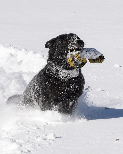 MWD in snow