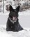 MWD in snow