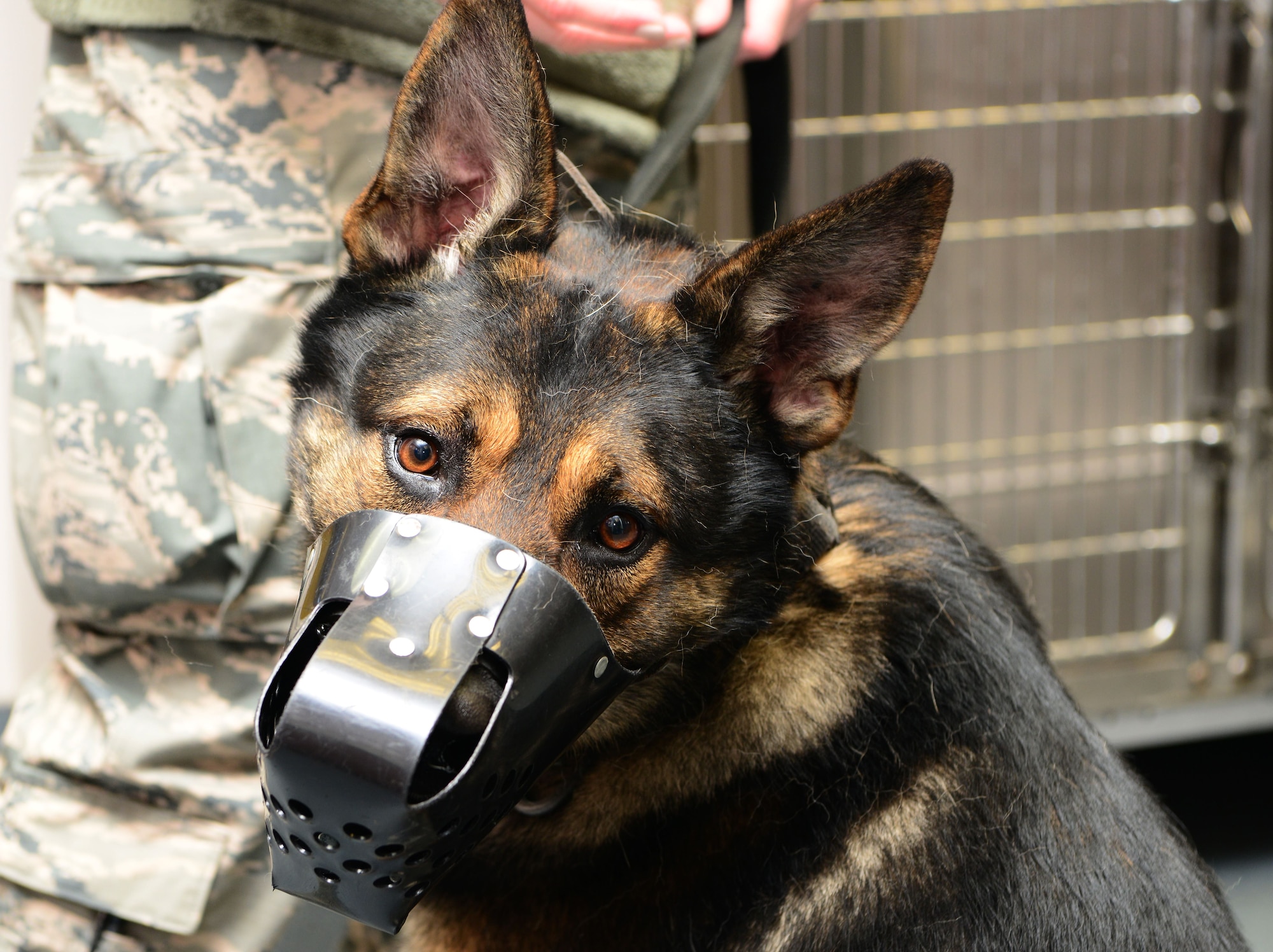 A 9th Security Forces military working dog sits in the veterinary clinic