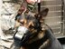 A 9th Security Forces military working dog sits in the veterinary clinic
