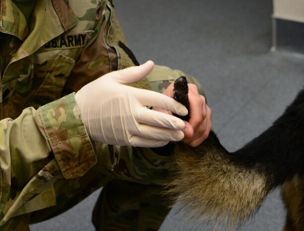 Spc. Angel Orriola, U.S Army Public Health Command veterinary technician, puts ointment on a military working dog’s tail