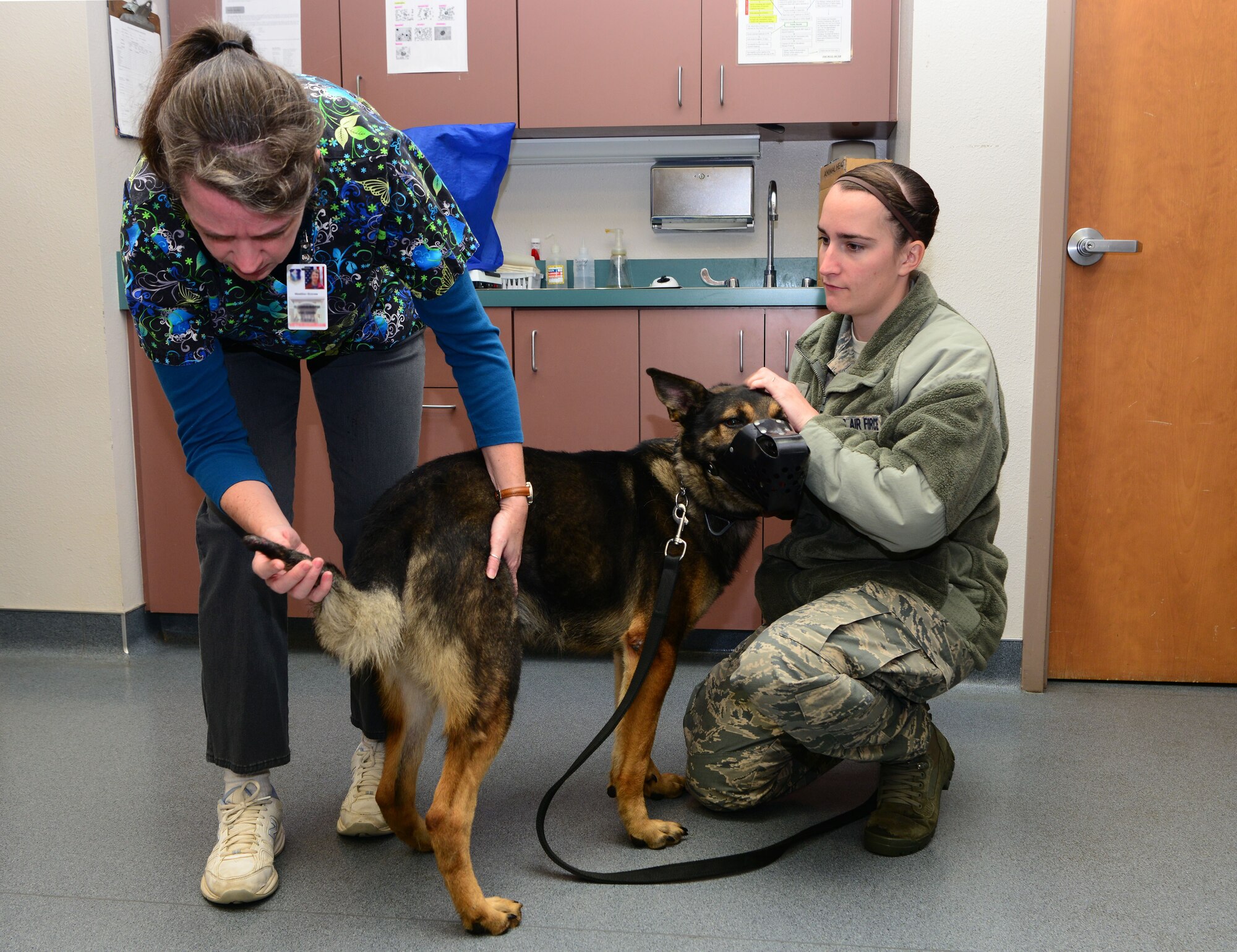 Dr sales shepherd vet