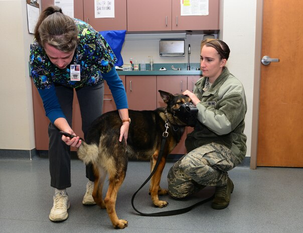 Dr. Heather Graves, 9th Aerospace Medicine Squadron veterinarian, inspects a military working dog’s tail while Staff Sgt. Taylor Song, 9th Security Forces MWD handler, keeps him still