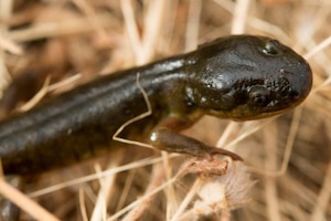 Baby salamander