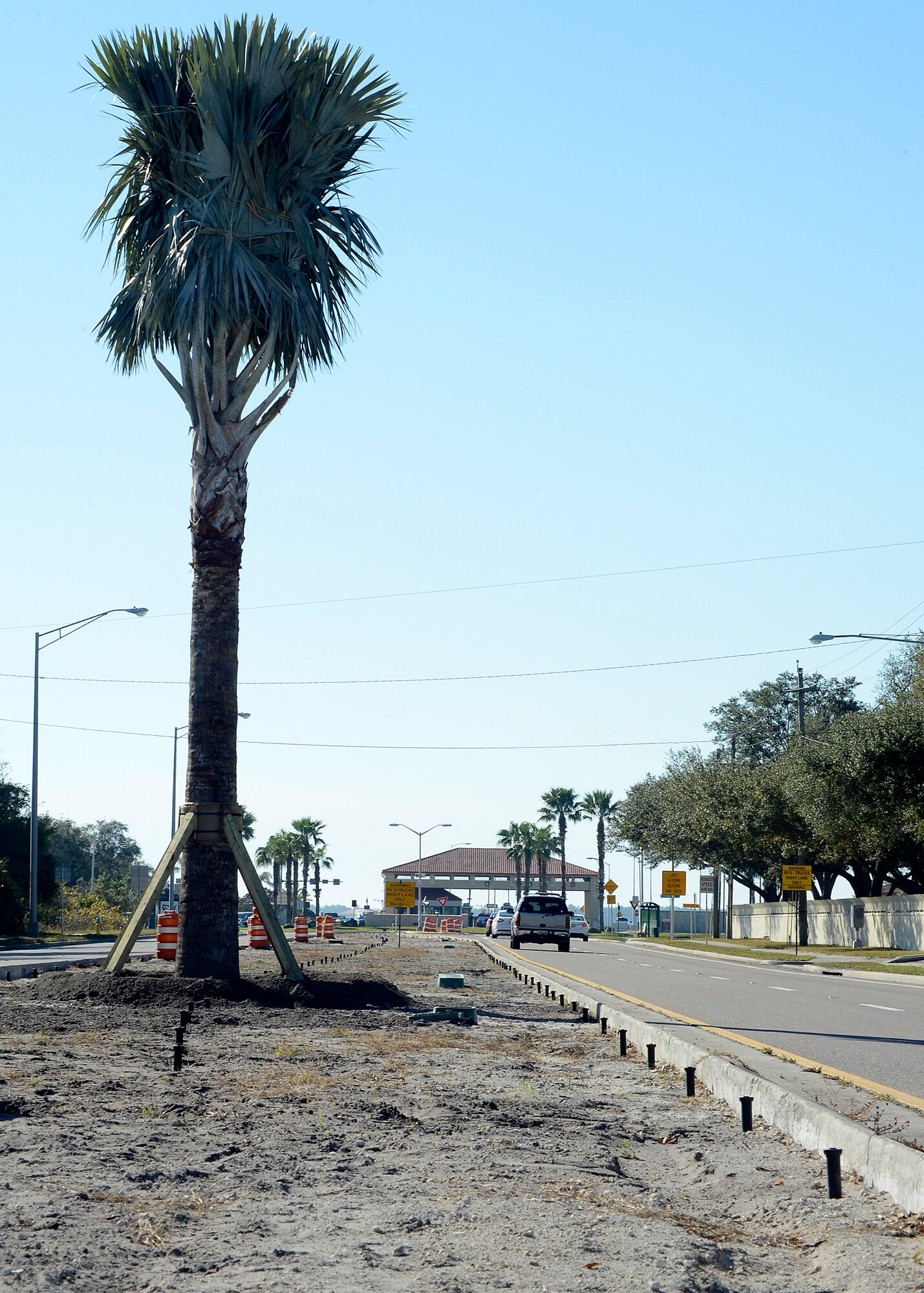 A Bismarck palm tree stands in a median on Dale Mabry Highway just outside of MacDill Air Force Base, Fla., Feb. 2, 2017. The palm tree, along with planted designs at ground level, are part of a Living Memorial Project to honor service members who died in the line of duty during the Iraq and Afghanistan wars. (U.S. Air Force photo by Staff Sgt. Brittany Liddon)
