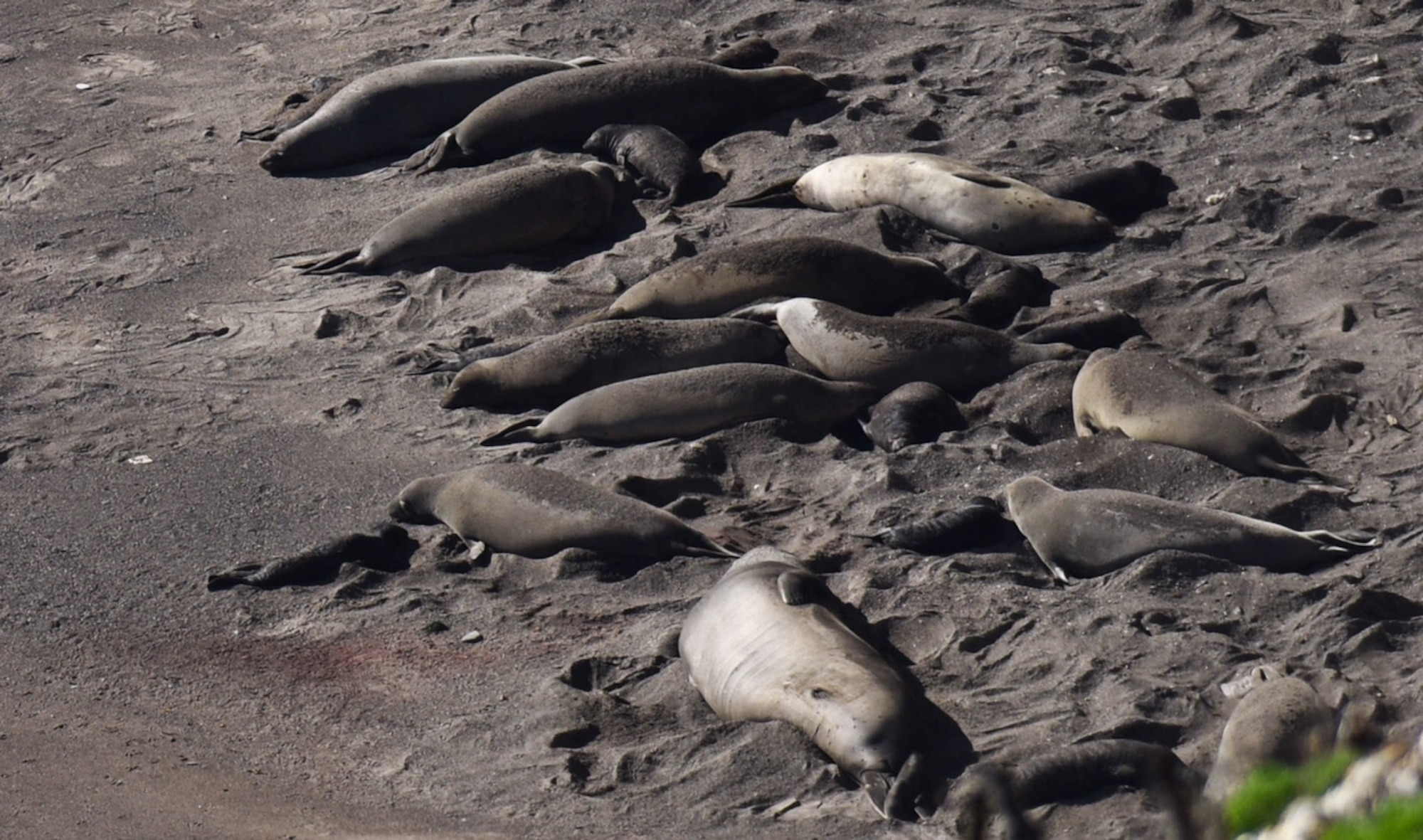 Baby elephant seals lay next to their mothers on a south base beach, Jan. 26, 2017, Vandenberg Air Force Base, Calif. Vandenberg has recently become the host to an elephant seal rookery for the first time in several decades. (U.S. Air Force photo by Senior Airman Ian Dudley/Released)