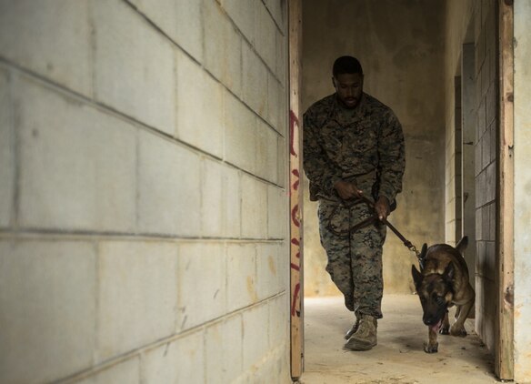 Cpl. Lawrence O. Johnson II clears a building of explosive ordnance during a training exercise in Okinawa, Japan, Jan. 25, 2017. Military working dogs are trained to detect airborne and ground scents indicating the presence of explosive ordnance. The dogs can be utilized to detect explosives in vehicles, open areas, enclosed spaces, cargo and buried underground. Johnson from Williamstown, New Jersey, is a patrol explosive detection dog handler with 3rd Law Enforcement Battalion, III Marine Expeditionary Force Headquarters Group, III Marine Expeditionary Force. (U.S. Marine Corps photo by Cpl. Jessica Etheridge)