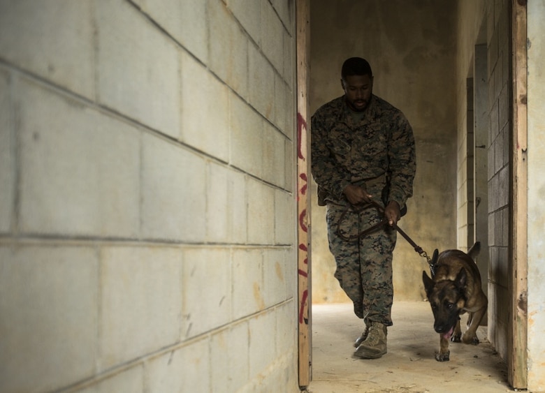 Cpl. Lawrence O. Johnson II clears a building of explosive ordnance during a training exercise in Okinawa, Japan, Jan. 25, 2017. Military working dogs are trained to detect airborne and ground scents indicating the presence of explosive ordnance. The dogs can be utilized to detect explosives in vehicles, open areas, enclosed spaces, cargo and buried underground. Johnson from Williamstown, New Jersey, is a patrol explosive detection dog handler with 3rd Law Enforcement Battalion, III Marine Expeditionary Force Headquarters Group, III Marine Expeditionary Force. (U.S. Marine Corps photo by Cpl. Jessica Etheridge)