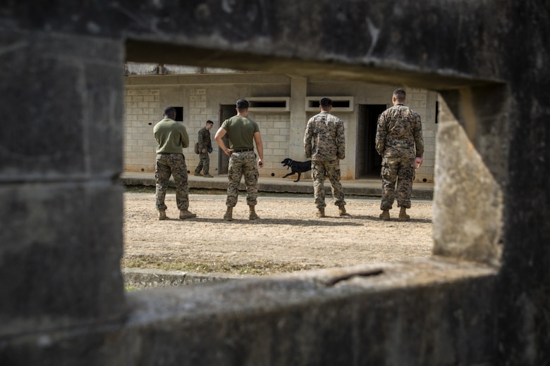 Marines observe the abilities of military working dog teams during a training exercise in Okinawa, Japan, Jan. 25, 2017. The Marines are dog handlers with 3rd Law Enforcement Battalion, III Marine Expeditionary Force Headquarters Group, III Marine Expeditionary Force. (U.S. Marine Corps photo by Cpl. Jessica Etheridge) 