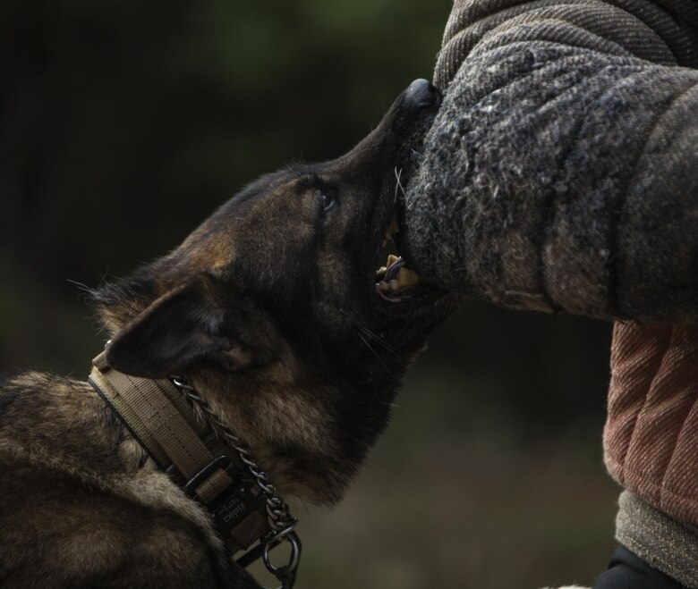 Dini, a military working dog, practices controlled aggression on a human decoy during a training exercise in Okinawa, Japan, Jan. 25, 2017. Bite-work training prepares the dogs to forcefully control a suspect while still allowing the handler to maintain authority. Dini is with 3rd Law Enforcement Battalion, III Marine Expeditionary Force Headquarters Group, III Marine Expeditionary Force. (U.S. Marine Corps photo by Cpl. Jessica Etheridge)