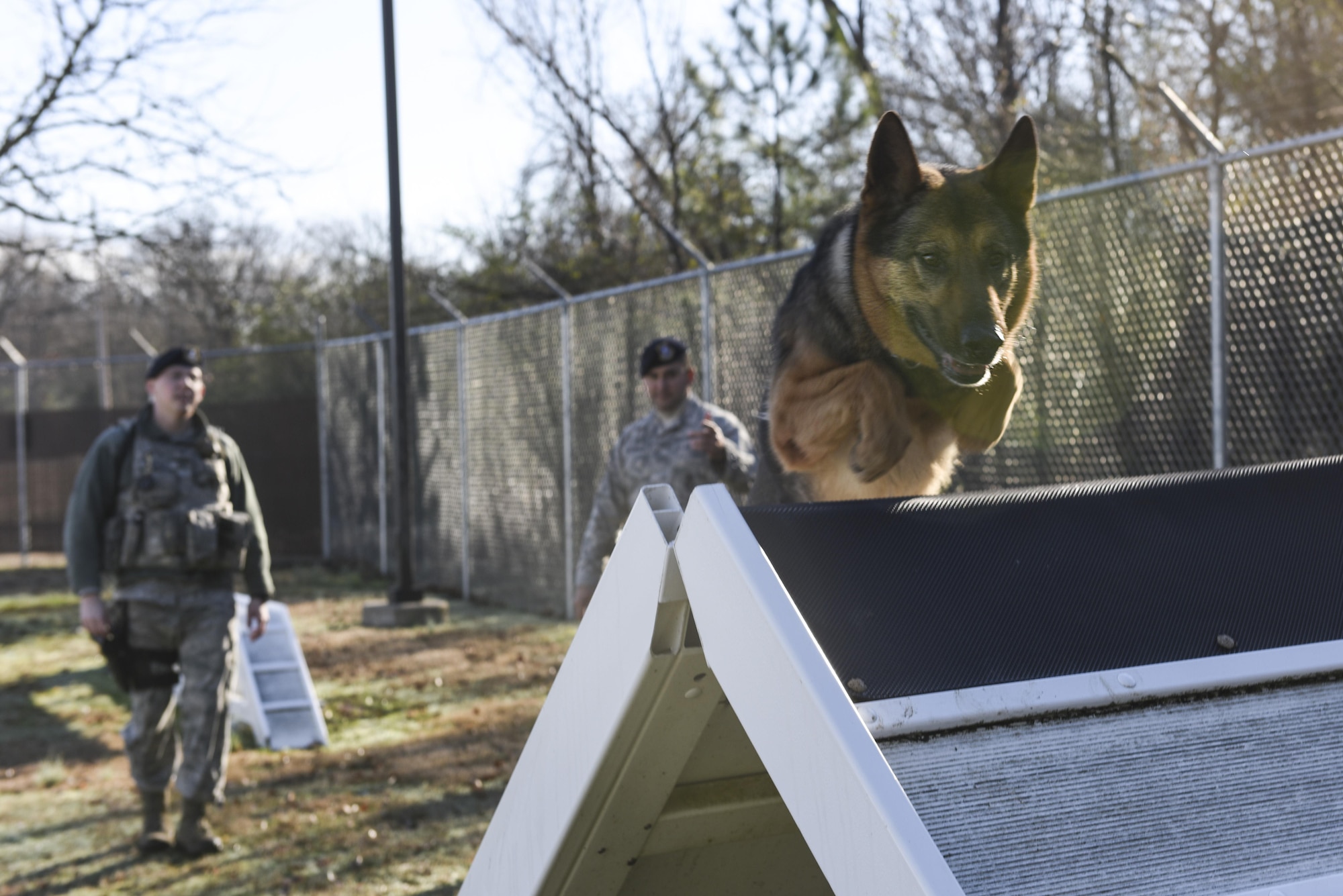 Military working dog Kato leaps on top of an obstacle during a K-9 validation Jan. 24, 2017, at Little Rock Air Force Base, Ark. Dog handlers and military working dogs are required to go through validations annually to evaluate the dog’s obedience and health. (U.S. Air Force photo by Senior Airman Mercedes Taylor)