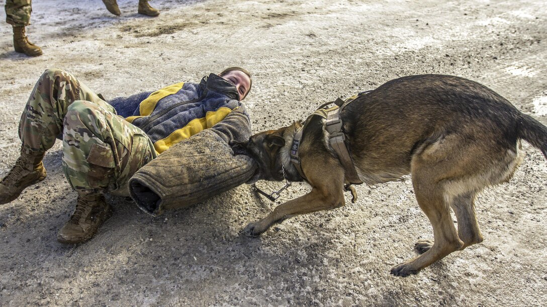 Military working dog Sgt. Beri demonstrates his capabilities during a multinational military police training conference at Camp Bondsteel, Kosovo, Feb. 1, 2017 Sgt. Beri is assigned to the Army’s 131st Military Working Dog Detachment. Army photo by Spc. Adeline Witherspoon