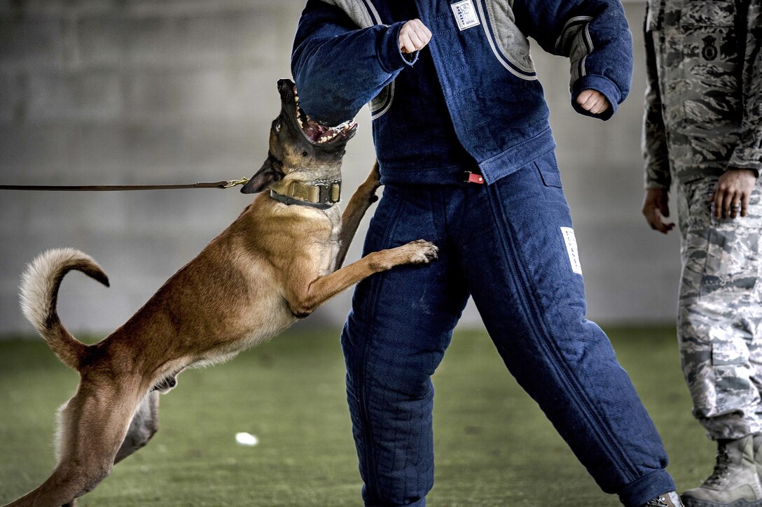 Ttoby, a military working dog, performs a bite attack during a demonstration at Moody Air Force Base, Ga., Feb. 2, 2017. Air Force photo by Tech. Sgt. Zachary Wolf