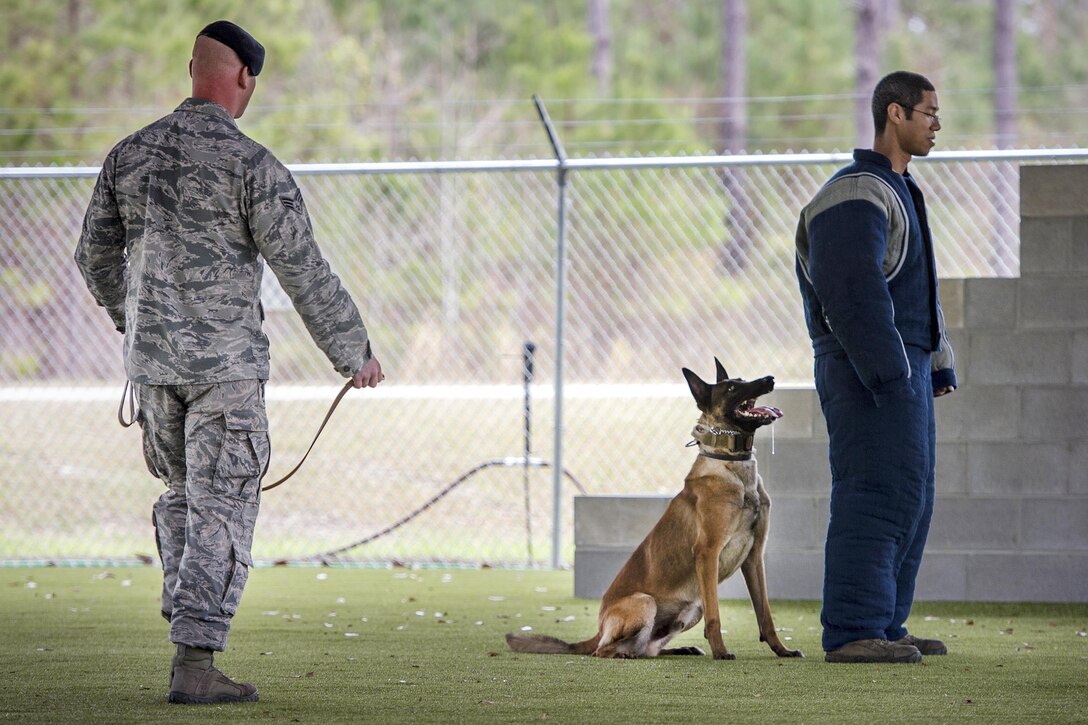 Air Force Senior Airman Anthony Hayes, left, commands Ttoby, a military working dog, to stand down during a demonstration at Moody Air Force Base, Ga., Feb. 2, 2017. Hayes is a military dog handler assigned to the 23d Security Forces Squadron. Ttoby is a Belgian Malinois and specializes in personnel protection and detecting explosives, trained as a military dog at Joint Base San Antonio-Lackland, Texas. Air Force photo by Tech. Sgt. Zachary Wolf