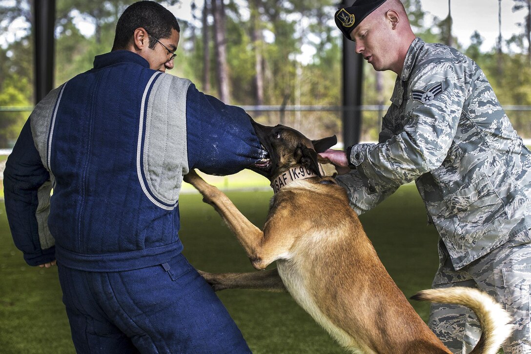 Air Force Senior Airman Anthony Hayes, right, holds Ttoby, a military working dog, as he bites Senior Airman Randle Williams during a demonstration at Moody Air Force Base, Ga., Feb. 2, 2017. Hayes and Williams are military dog handlers assigned to the 23rd Security Forces Squadron. Ttoby is a Belgian Malinois trained to protect personnel and detect explosives. Air Force photo by Tech. Sgt. Zachary Wolf