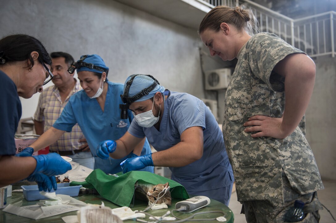 PUERTO BARRIOS, Guatemala (Feb. 3, 2017) -- Army Capt. Amanda Jeffries of Raleigh, N.C., assigned to Public Health Activity-Fort Belvoir, Dover Branch Veterinary Service, Va., observes a sterilization procedure performed by local veterinarians on pets belonging to host nationals at the Continuing Promise (CP-17) veterinarian site in Puerto Barrios, Guatemala. CP-17 is a U.S. Southern Command-sponsored and U.S. Naval Forces Southern Command/U.S. 4th Fleet-conducted deployment to conduct civil-military operations including humanitarian assistance, training engagements, medical, dental, and veterinary support in an effort to show U.S. support and commitment to Central and South America. (U.S. Navy Combat Camera photo by Mass Communication Specialist 2nd Class Ridge Leoni)