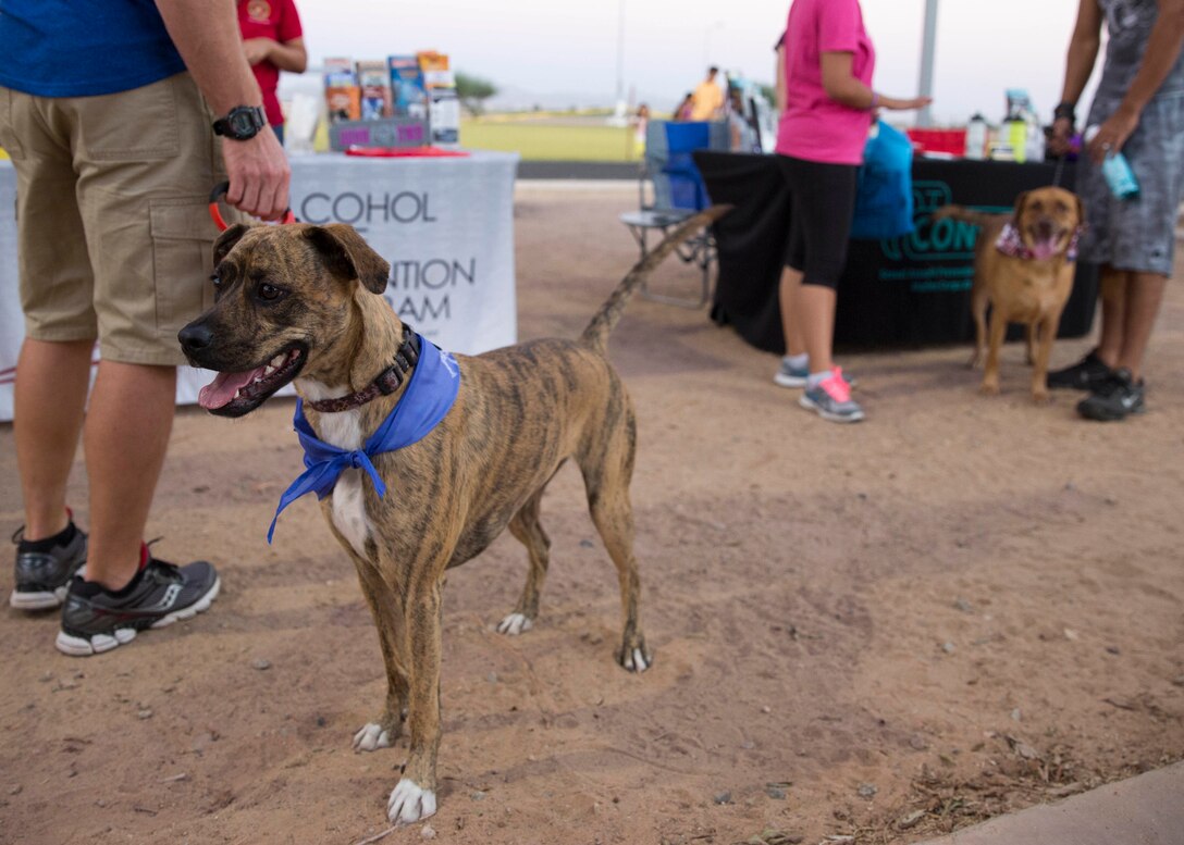 Service members, their families and pets engage with personnel during the “Purple Paws for a Cause” event hosted by the Marine Corps Community Services Family Advocacy Program at Marine Corps Air Station Yuma, Ariz., Friday, October 21, 2016.