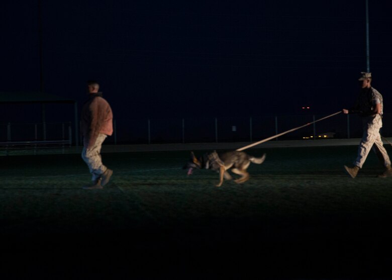 The Marine Corps Air Station Yuma, Ariz., Provost Marshal’s Office (PMO) K-9 unit provides a military working dog demonstration during the “Purple Paws for a Cause” event hosted by the Marine Corps Community Services Family Advocacy Program on Friday, October 21, 2016. The event included a half-mile walk, booths with pet products and treats, and a raffle drawing.