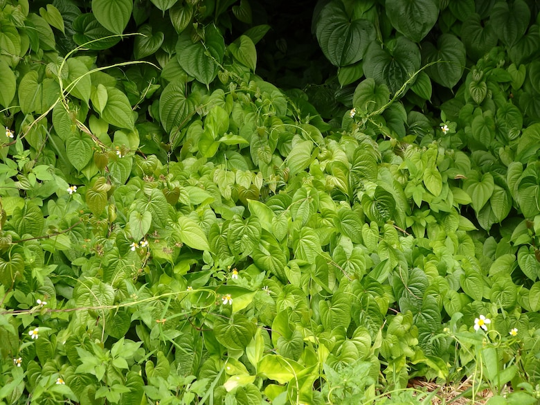 Each potato sprouts a new vine that can grow extremely quickly – about eight inches per day. These new air potato vines seek a way into the canopy -- the invasive vine grows to the tops of trees and smothers native plants.