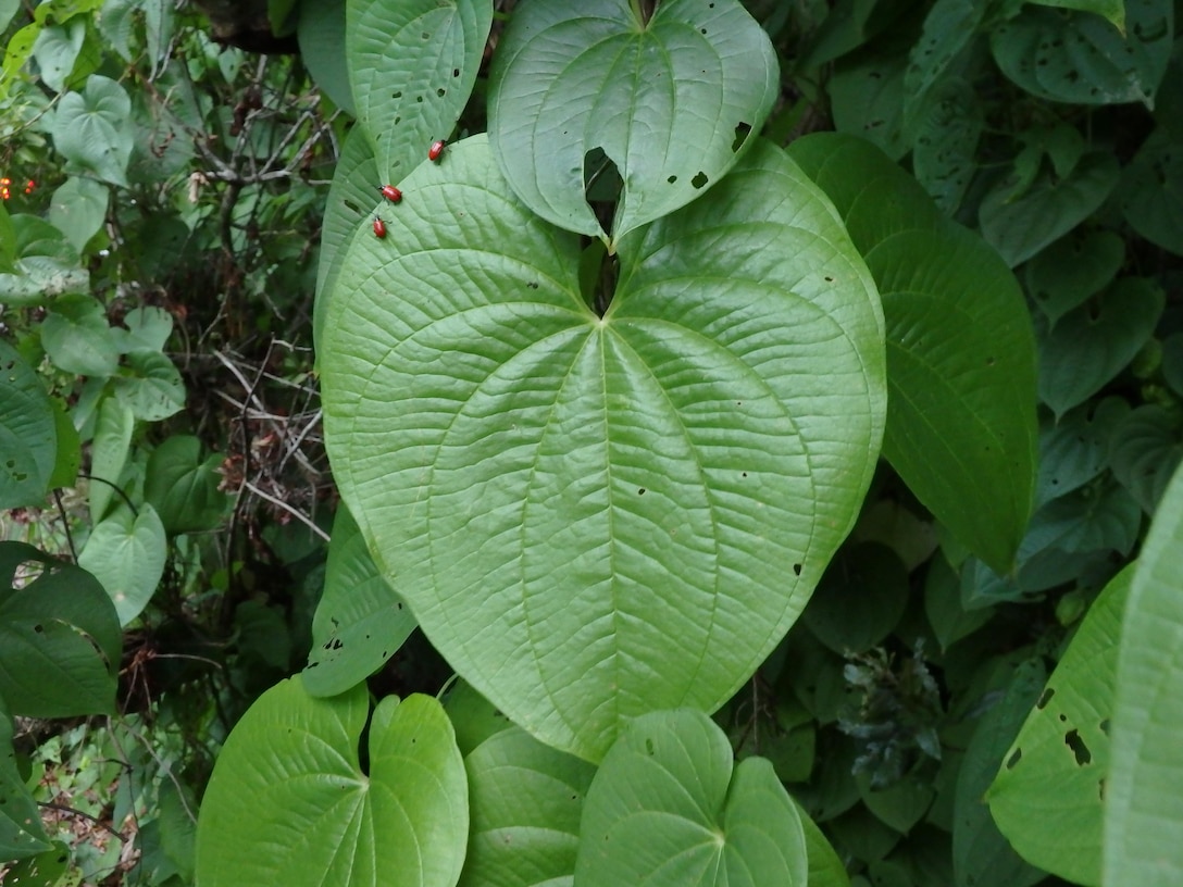 Biocontrols at work: tiny red air potato beetles feed on the heart shaped leaves of the invasive air potato vine.