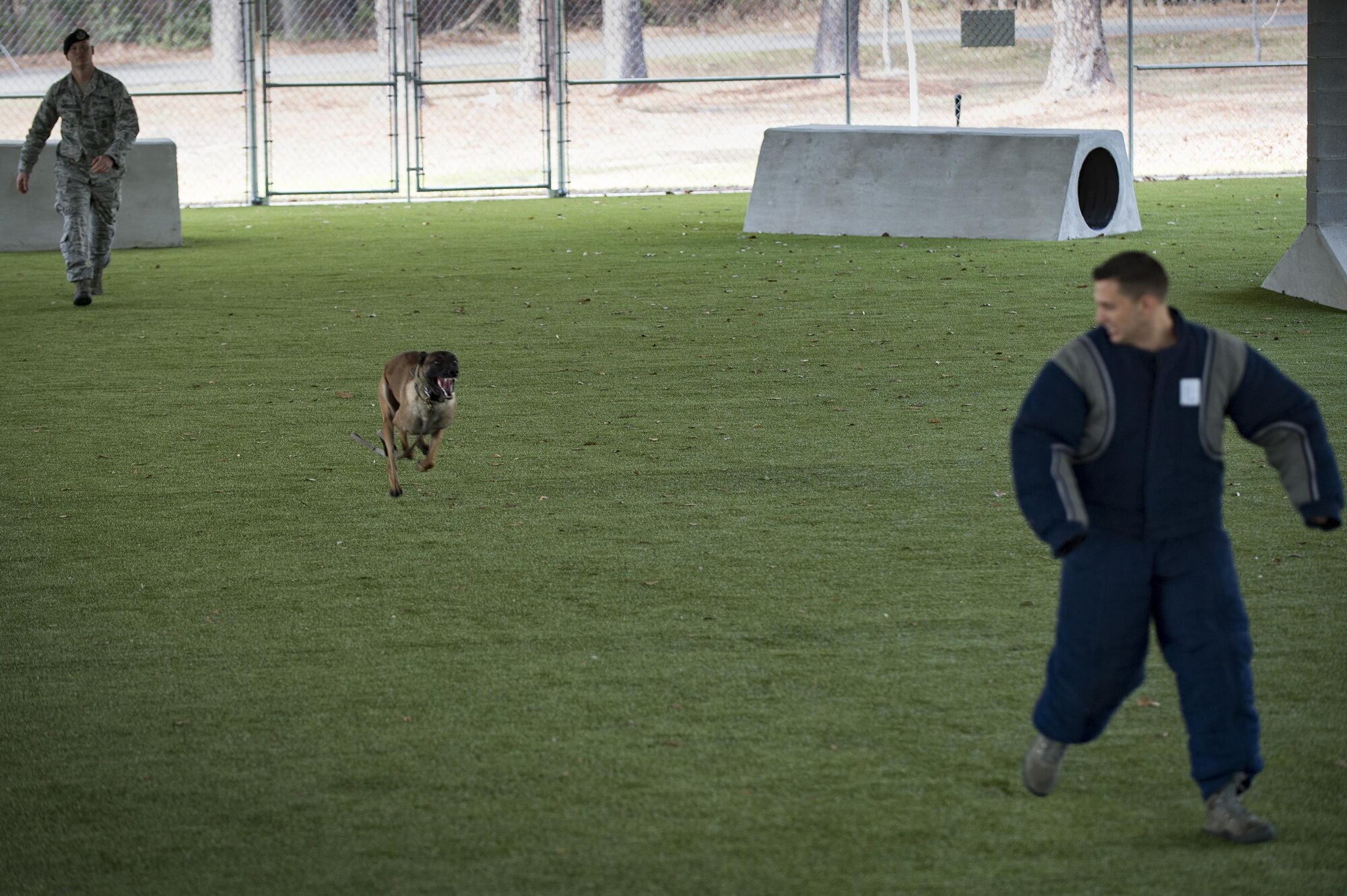 Ttoby, 23d Security Forces Squadron military working dog, pursues Capt. James Knauss, 74th Fighter Squadron A-10C Thunderbolt II pilot, during an Emerge Moody course, Feb 2, 2017, at Moody Air force Base, Ga. Ttoby is a Belgian Malinois and specializes in personnel protection and explosive detection. (U.S. Air Force photo by Airman 1st Class Daniel Snider)