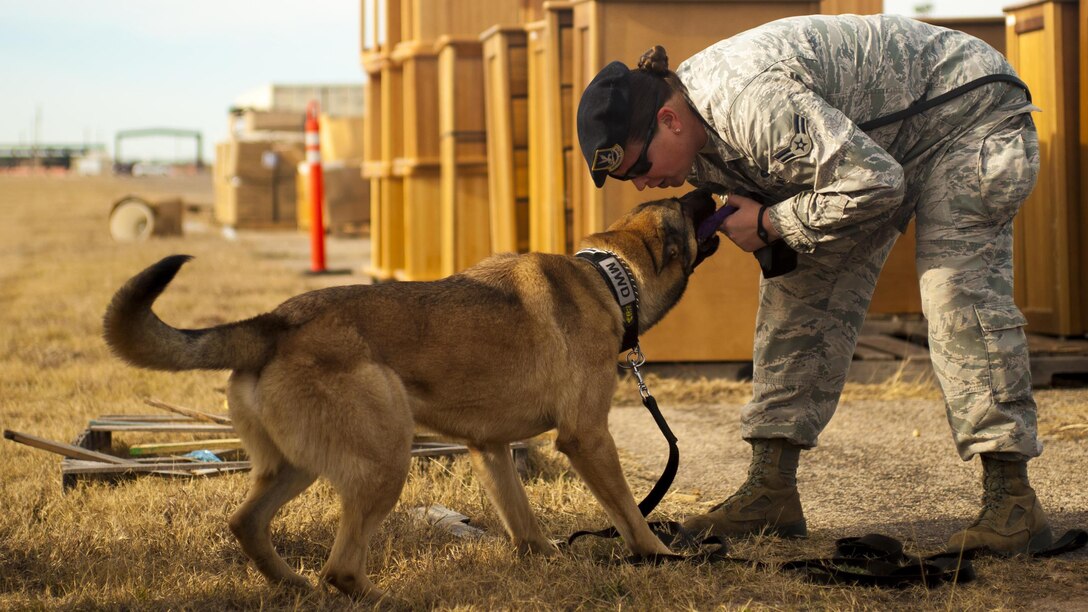 Air Force Airman 1st Class Hailey Slenk plays with Eros, a military working dog, during a training exercise at Goodfellow Air Force Base, Texas, Feb. 8, 2017. The exercise demonstrates the way to use military working dogs and how to apply their training. Air Force photo by Senior Airman Scott Jackson