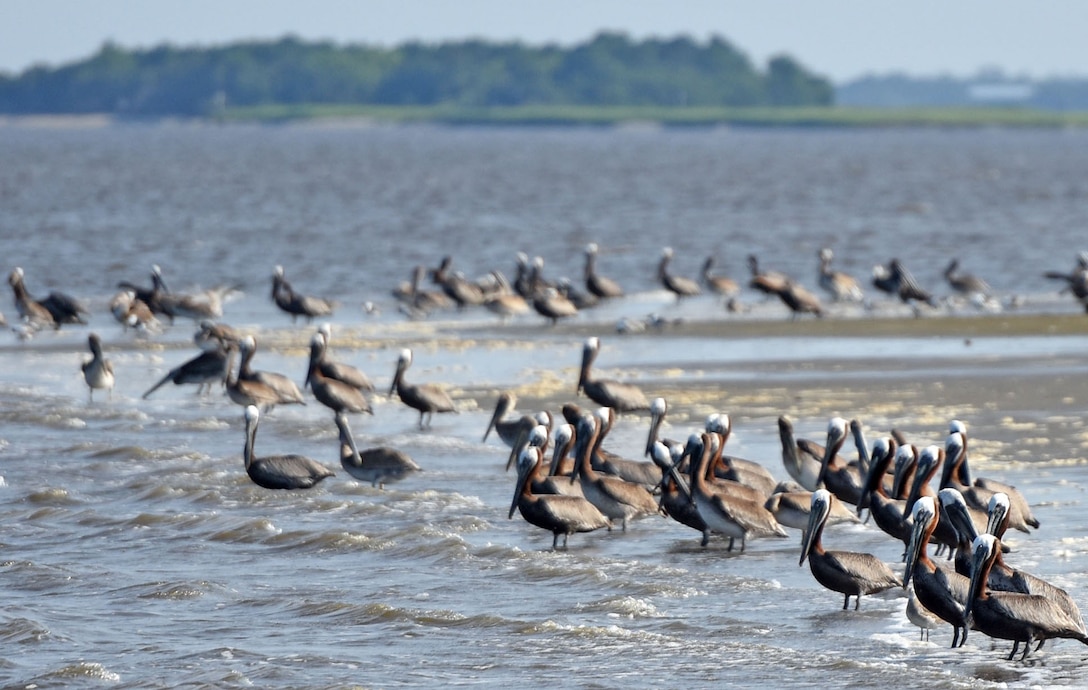 Pelicans stand on the shore of a former dredged material island in the Cape Fear River.