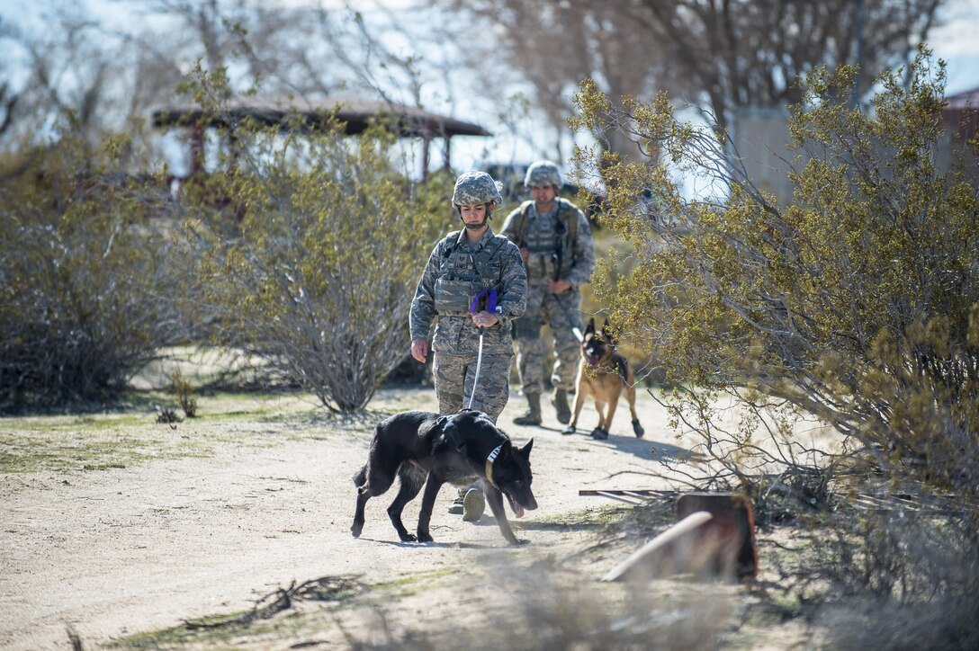 Members of the 412th Security Forces Squadron Military Working Dog Unit routinely train with their K-9 partners to maintain combat readiness. Here dog handler SSgt. Grace Daniels and her partner Rolf are joined by SSgt. Erick Hernandez and his partner Sasa as they simulate patrolling a roadway in deployed operations. (U.S. Air Force photo by Kyle Larson)