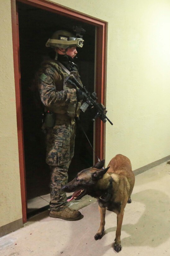 A Marine with the Maritime Raid Force, 31st Marine Expeditionary Unit, holds security with a military working dog, during a realistic urban training exercise, at the Governor Ricardo J. Bordallo Complex, Asan, Guam, Feb. 2, 2017. As the Marine Corps' only continuously  forward-deployed unit, the 31st Marine Expeditionary Unit's air-ground-logistics team provides a flexible force, ready to perform a wide range of military operations, from limited combat to humanitarian assistance operations, throughout the Indo-Asia-Pacific region. (U.S. Marine Corps video by Lance Cpl. Jorge A. Rosales/ Released)