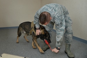 U.S. Air Force Senior Airman Benjamin Howard, 633rd Security Forces Squadron military working dog handler, rewards Rony, a 633rd SFS MWD, after finding an explosive training aid at Joint Base Langley-Eustis, Va., Nov. 29, 2016. During the training, the canine and handler search rooms to find simulated explosive threats to prepare for real-world incidences. (U.S. Air Force photo by Airman 1st Class Tristan Biese)
