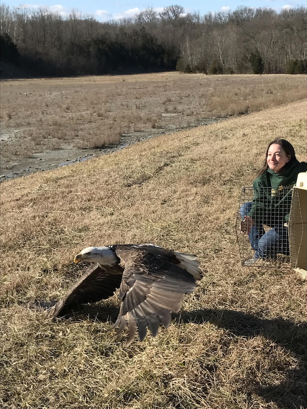 On Feb 15, 2017, the Glen Helen Raptor Center released a female Bald Eagle after being rehabilitated for a broken coracoid (the bone connecting the sternum itself to the forewing bone). Caesar Creek was chosen for the release because Bald Eagles prefer habitats that have large lakes or reservoirs with lots of fish that are surrounded by dense forests.  In the photo you can see Glen Helen’s Raptor Center Director, Rebecca Jaramillo.

(USACE photo by Jessica Zimmer)