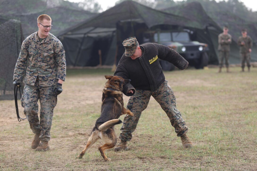 Marines with 2nd Law Enforcement Battalion practice dog handling skills during the Maj. Gen. William Pendleton Thompson Hill Awards for Food Service Excellence competition at Camp Lejeune, N.C., Feb. 15, 2017. The awards were created to recognize Marine Corps mess operations for their outstanding performance. (Marine Corps photo by Cpl. Shannon Kroening)