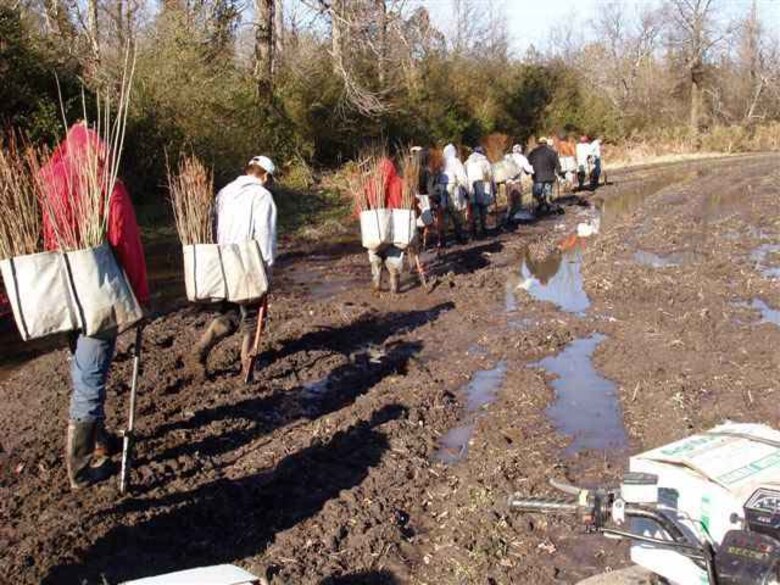 Planting of vegetation for restoration