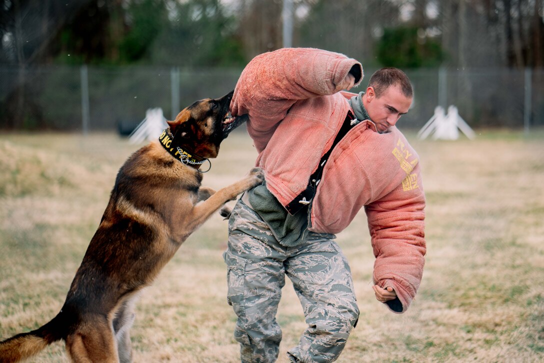 Staff Sgt. Derik Ring, 11th Security Forces Squadron military working dog handler, participates in a K-9 demonstration for Baltimore Polytechnic Institute High School Air Force Junior Reserve Officer Training Corps cadets during a base tour at Joint Base Andrews, Md., Feb. 16, 2017. The tour allowed cadets the chance to observe Air Force operations and experience Air Force life. (U.S. Air Force photo by Senior Airman Delano Scott)