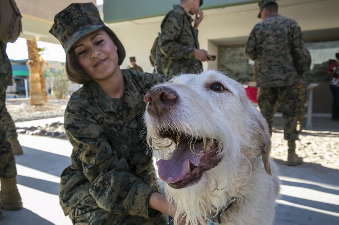 Pfc. Victoria Escobedo, student, Marine Corps Communication-Electronics School, pets a dog during a Valentine’s Day Puppy Love event at the MCCES barracks aboard Marine Corps Air Ground Combat Center, Twentynine Palms, Calif., Feb. 14, 2017. MCCES hosted the event to raise the morale of the students. (U.S. Marine Corps photo by Lance Cpl. Dave Flores)