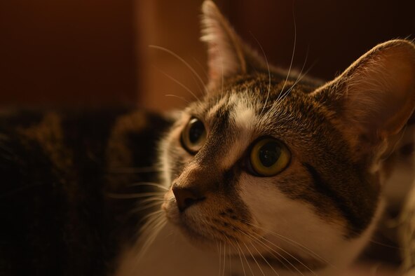 Blanche, a domestic short-haired cat, poses for a photo. Blanche is owned by Tech. Sgt. Amanda Junk from 49th Wing Public Affairs and was adopted from animal foster care in 2014. Acquiring a pet is a major decision, and one to undertake with a good deal of research and consideration. (Photo by Tech. Sgt. Amanda Junk) 