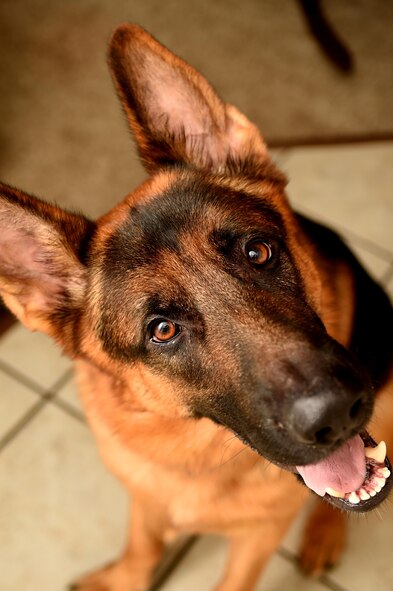 Blaster, a German shepherd dog, poses for a photo. Blaster is owned by Tech. Sgt. Amanda Junk from 49th Wing Public Affairs and was purchased from dog breeder in 2014. Acquiring a pet is a major decision, and one to undertake with a good deal of research and consideration. (Photo by Tech. Sgt. Amanda Junk) 