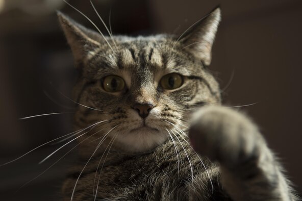 Millie, a domestic short-haired cat, poses for a photo. Millie is owned by Tech. Sgt. Amanda Junk from 49th Wing Public Affairs and was adopted from animal foster care in 2014. Acquiring a pet is a major decision, and one to undertake with a good deal of research and consideration. (Photo by Tech. Sgt. Amanda Junk)