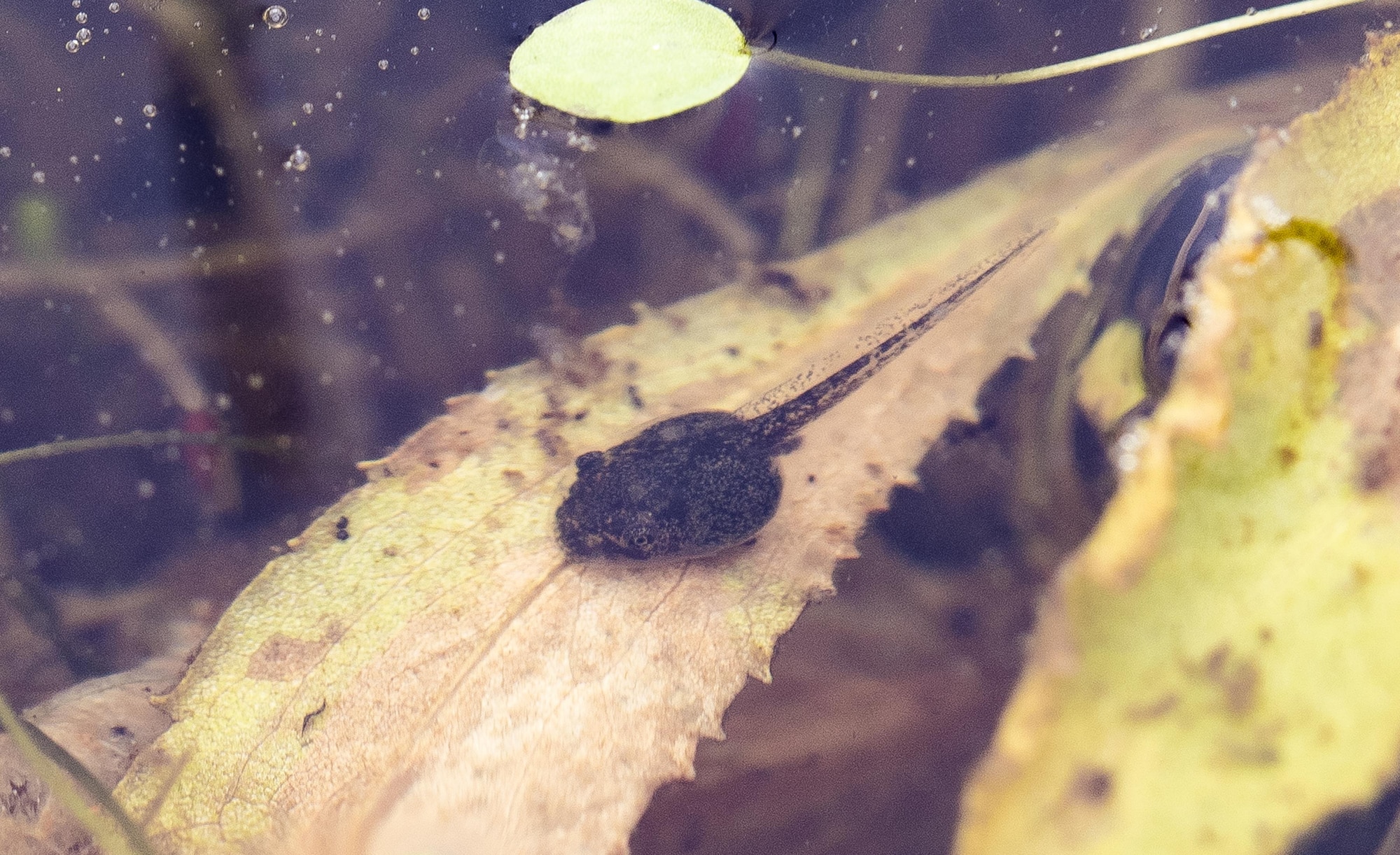 A pacific chorus frog tadpole spends the first part of its life in an ephemeral vernal pool Feb. 13, 2017 at Travis Air Force Base, Calif. The adult frog will lay an egg mass in shallow temporary ponds which limit predators like fish and turtles. The tadpoles feed on periphyton, filamentous algae, diatoms and pollen in or on the surface of the water. (U.S. Air Force photo/Heide Couch)