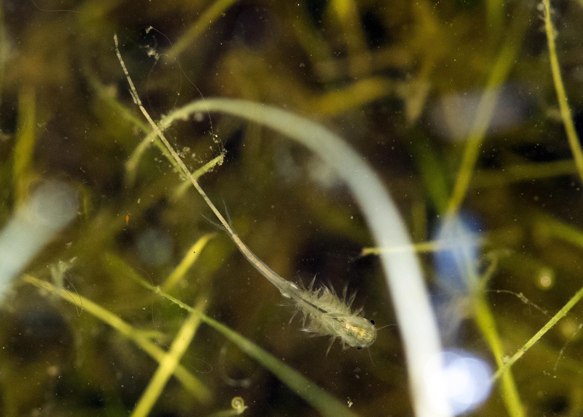 Vernal pool fairy shrimp swim through the waters of an ephemeral pond Feb. 13, 2017 at Travis Air Force Base, Calif. Less than 2.5 centimeters (1 inch) in length, this threatened species hatches when the first rains fill the vernal pools on base. Toward the end of their brief lifetime, females produce thick-shelled “resting eggs” also known as cysts. During the dry season, these cysts become embedded in the dried mud and can lay dormant for long periods, until there is enough water to once again fill the pool. (U.S. Air Force photo/Heide Couch)