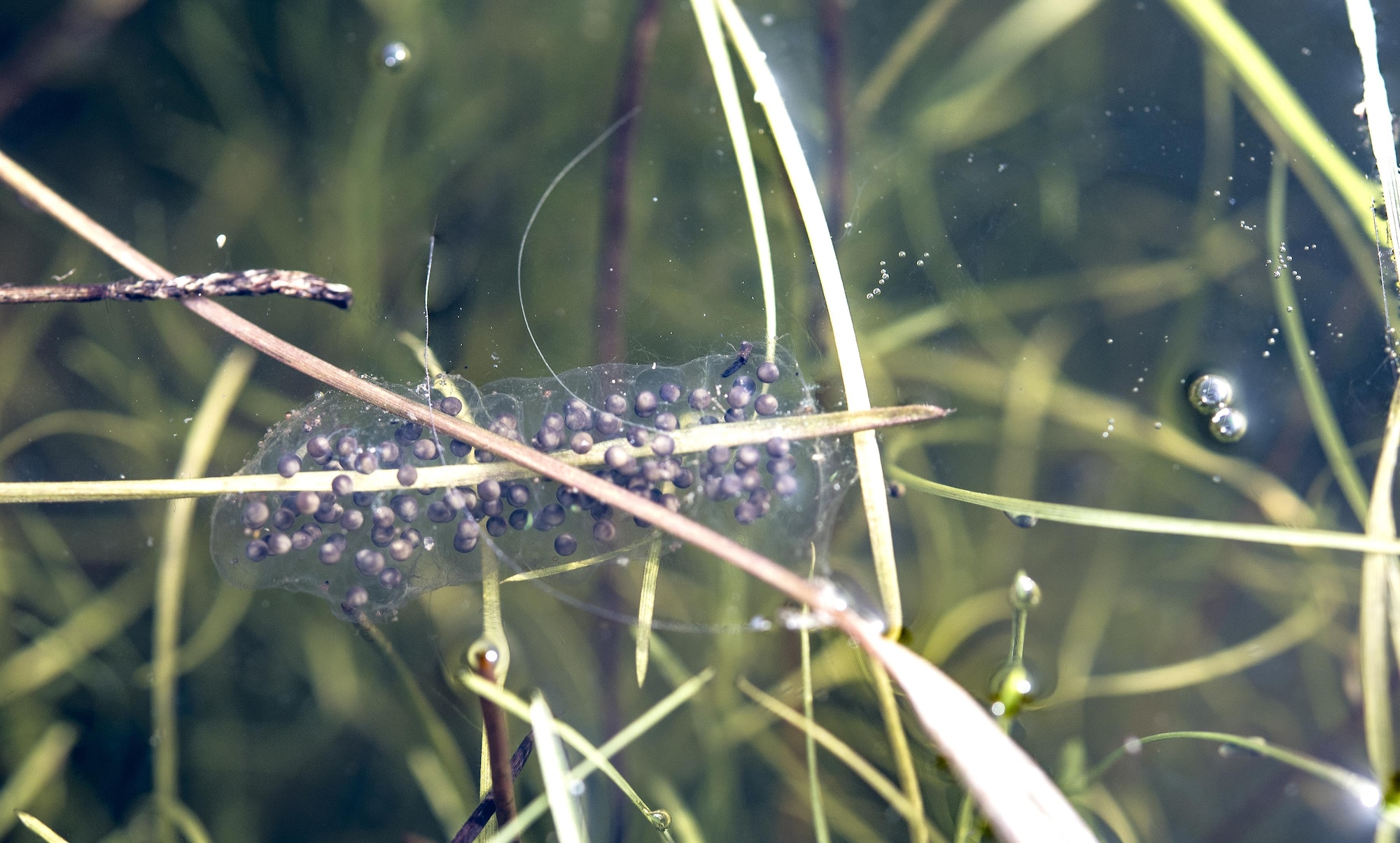 Many life forms start their lifecycle as an egg mass in a temporary vernal pool, including frogs, salamanders, mollusks and insects Feb. 13, 2017 at Travis Air Force Base, California, Calif. Water depth, temperature and quality conditions must be met to support these small ecosystems. (U.S. Air Force photo/ Heide Couch)