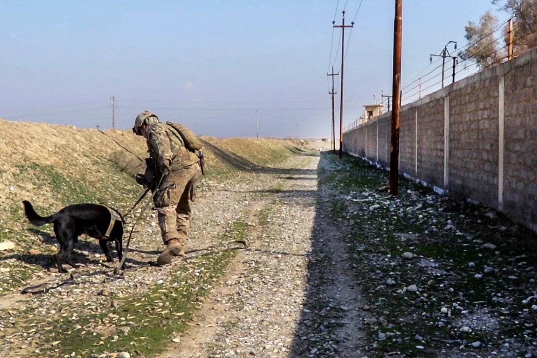 Army Spc. James Davey and Buster, his military working dog, search for buried explosives at Hamam al-Alil, Iraq, Feb. 17, 2017. Davey, a combat engineer, and Buster are assigned to the 82nd Airborne Division’s 5th Engineer Battalion, 2nd Brigade Combat Team. Army photo by Staff Sgt. Jason Hull