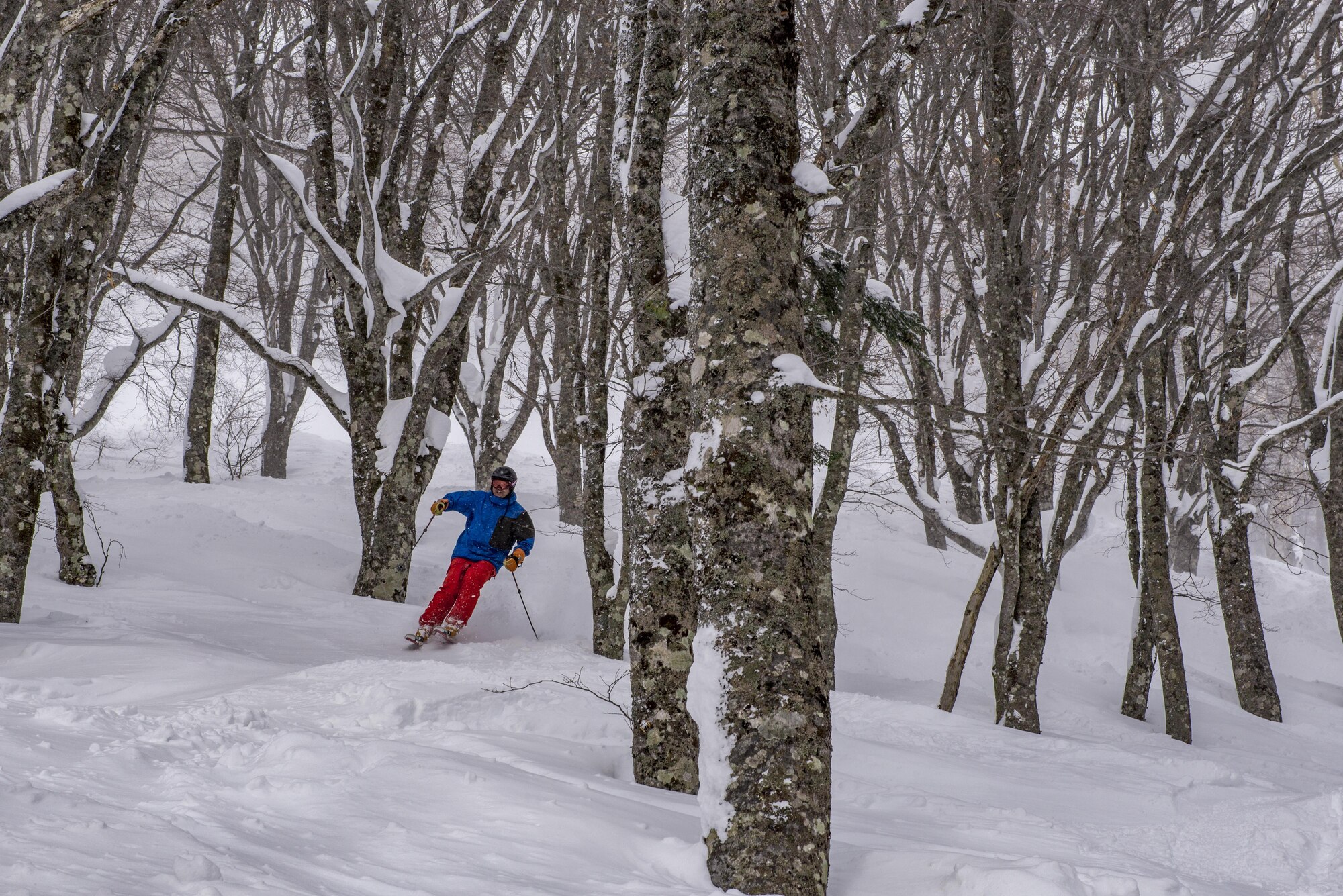 Yoshimasa Nakamura, 374th Force Support Squadron Outdoor Recreation recreation specialist, skis through the forest during a trip to Myoko-Suginohara ski resort Feb. 11, 2017, in the Niigata prefecture, Japan. Yoshi guides Outdoor Recreation customers on trips across Japan, providing guidance and knowledge on the activities and locations. (U.S. Air Force Photos by Airman 1st Class Donald Hudson)